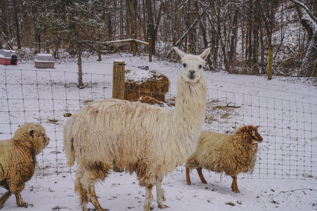 Pichu: The Alpaca Who Learned To Smile Again