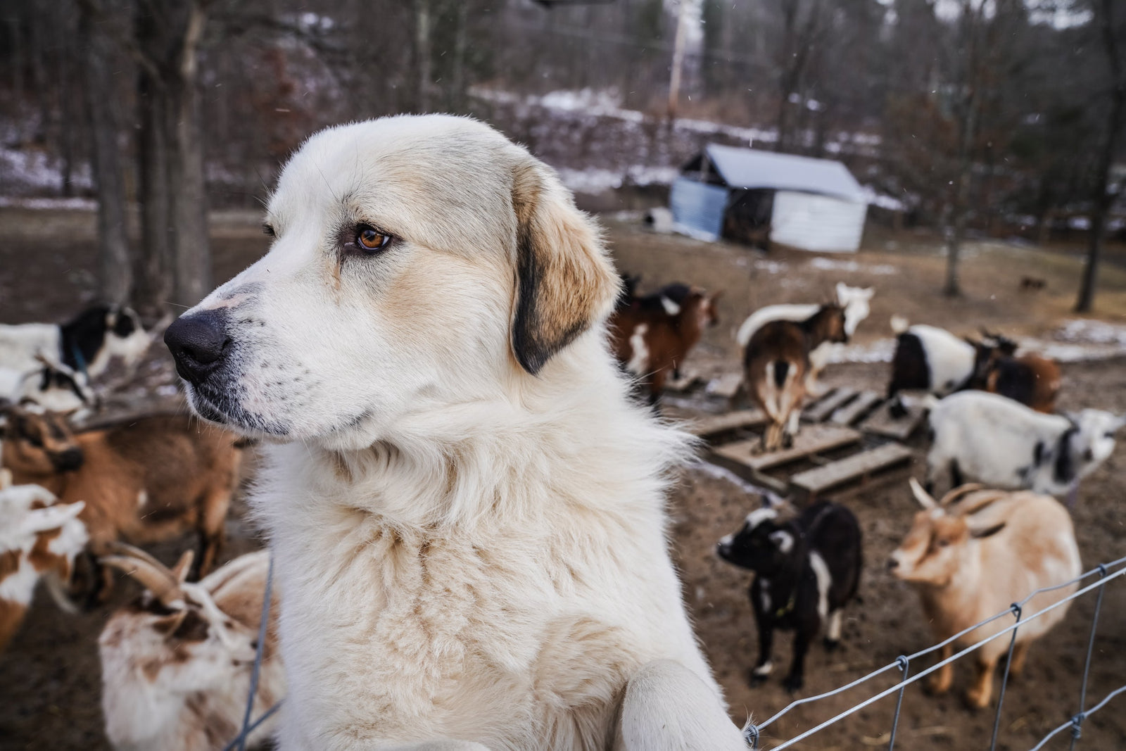 A Special Update on Tucker - The Heart of Our Farm & His Herd