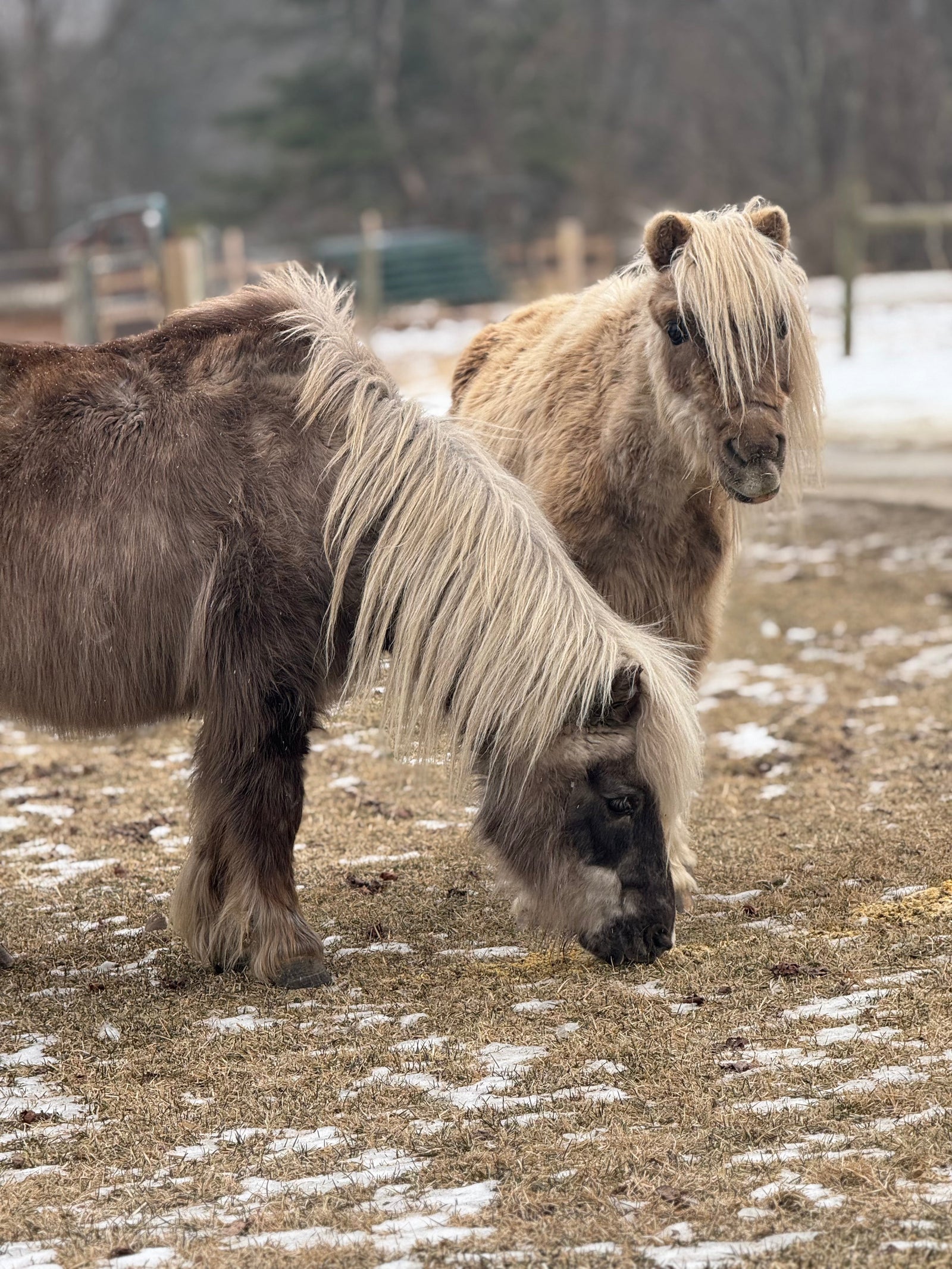 Friendship in Fluff: The Heartwarming Tale of Romeo and Munchy